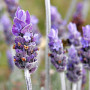 lavender flower wiki creative commons