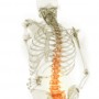 skeleton spine