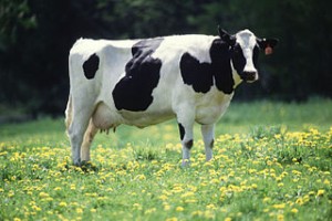milk cow