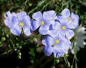 blue flax flower benefits of flax seed to your health