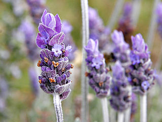 lavender flower wiki creative commons