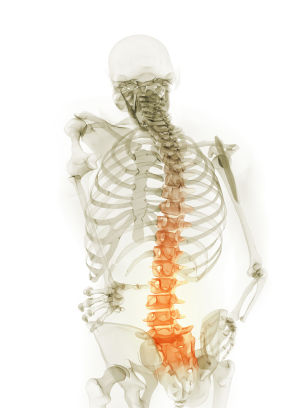 skeleton spine
