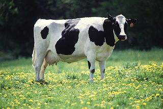 milk cow via wikipedia