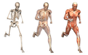 skeleton-running
